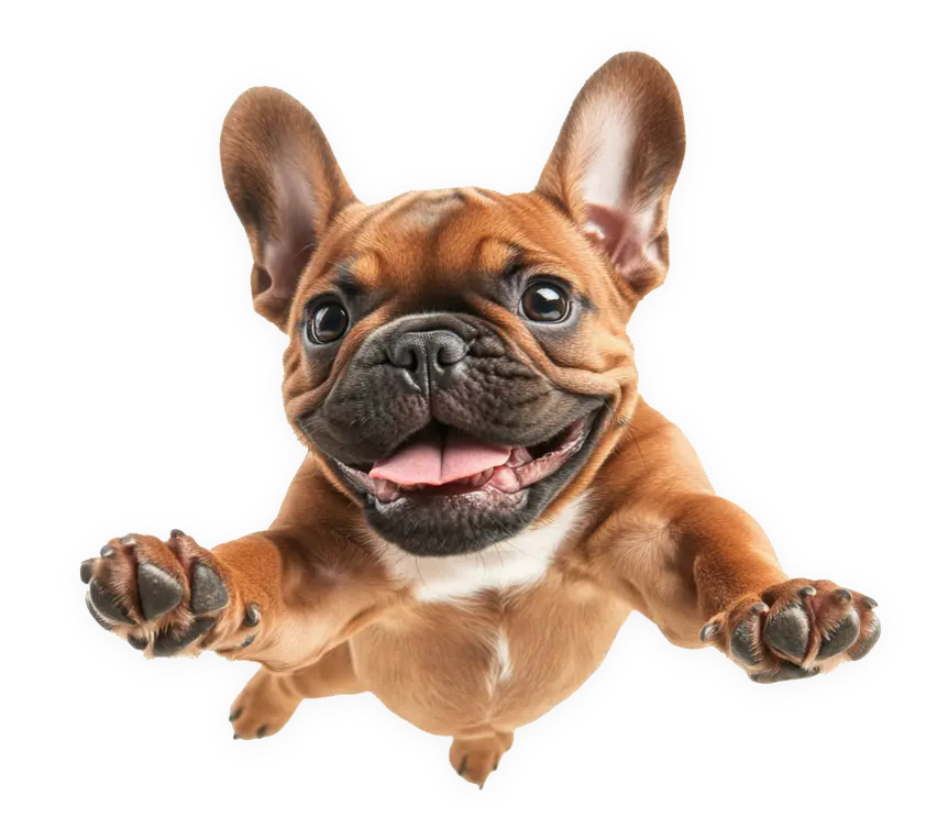 cachorro.webp